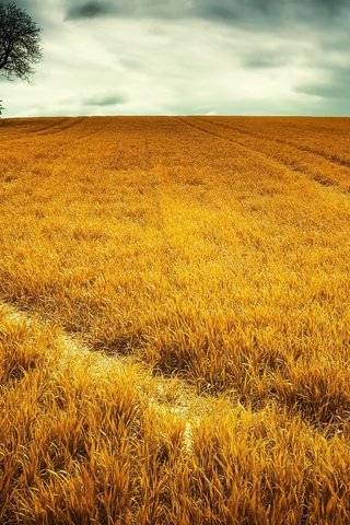 Обои небо, трава, облака, природа, дерево, пейзаж, поле, the sky, grass, clouds, nature, tree, landscape, field разрешение 2560x1587 Загрузить