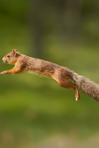 Обои пушистый, прыжок, белка, хвост, белочка, грызун, fluffy, jump, protein, tail, squirrel, rodent разрешение 1920x1200 Загрузить