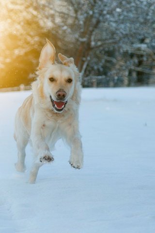 Обои глаза, морда, снег, зима, взгляд, собака, бег, eyes, face, snow, winter, look, dog, running разрешение 3840x2560 Загрузить