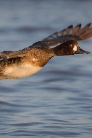 Обои вода, полет, крылья, птица, клюв, перья, утка, water, flight, wings, bird, beak, feathers, duck разрешение 2000x1333 Загрузить