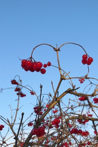 Обои небо, ветки, ягоды, куст, калина, the sky, branches, berries, bush, kalina разрешение 4000x3000 Загрузить