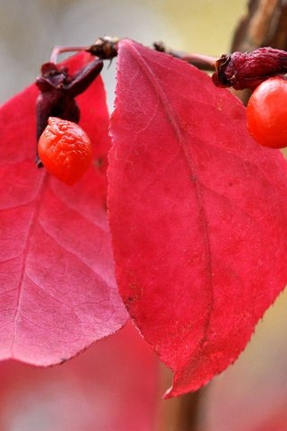 Обои природа, листья, макро, осень, размытость, ягоды, плод, nature, leaves, macro, autumn, blur, berries, the fruit разрешение 2048x1360 Загрузить