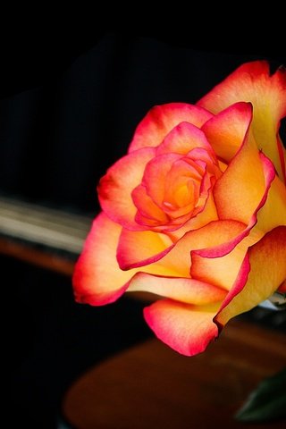 Обои макро, фон, цветок, гитара, роза, лепестки, черный фон, macro, background, flower, guitar, rose, petals, black background разрешение 2560x1595 Загрузить