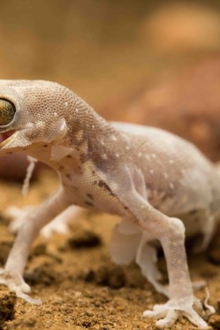 Обои природа, лапы, ящерица, язык, геккон, nature, paws, lizard, language, gecko разрешение 2047x1232 Загрузить