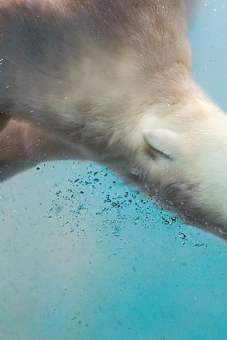 Обои вода, море, полярный медведь, медведь, пузырьки, белый медведь, water, sea, polar bear, bear, bubbles разрешение 1920x1200 Загрузить