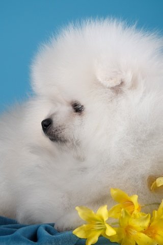 Обои цветы, белый, собака, щенок, милый, шпиц, flowers, white, dog, puppy, cute, spitz разрешение 3000x1955 Загрузить