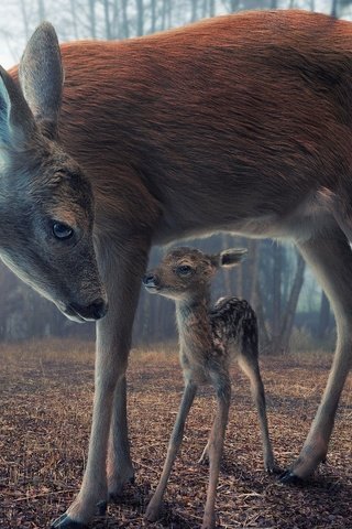 Обои природа, олень, олени, олененок, nature, deer, fawn разрешение 1920x1080 Загрузить