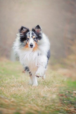 Обои природа, фон, собака, друг, бег, колли, nature, background, dog, each, running, collie разрешение 2560x1707 Загрузить