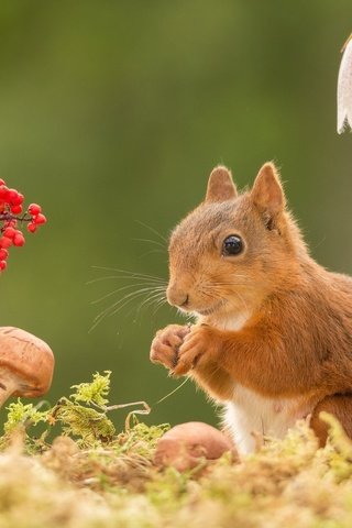 Обои цветы, природа, гриб, ягоды, животное, белка, грызун, geert weggen, flowers, nature, mushroom, berries, animal, protein, rodent разрешение 2048x1365 Загрузить