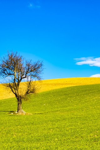 Обои небо, облака, холмы, природа, дерево, поле, италия, the sky, clouds, hills, nature, tree, field, italy разрешение 2048x1365 Загрузить