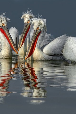 Обои вода, отражение, птицы, клюв, перья, пеликан, пеликаны, water, reflection, birds, beak, feathers, pelican, pelicans разрешение 2499x1575 Загрузить