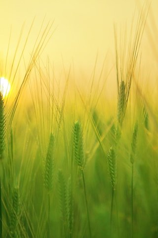 Обои солнце, природа, фон, поле, колосья, пшеница, the sun, nature, background, field, ears, wheat разрешение 1920x1280 Загрузить