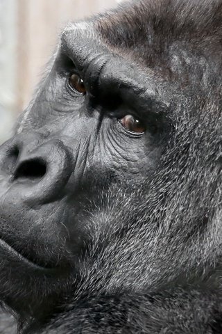 Обои взгляд, обезьяна, горилла, look, monkey, gorilla разрешение 2048x1353 Загрузить