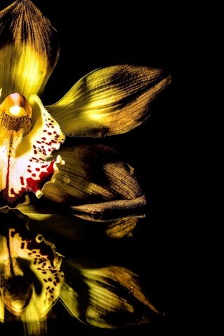 Обои отражение, фон, цветок, черный, черный фон, жёлтая, орхидея, reflection, background, flower, black, black background, yellow, orchid разрешение 3840x2160 Загрузить