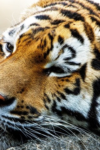 Обои тигр, хищник, большая кошка, спящий, тигр.животные, tiger, predator, big cat, sleep, tiger.animals разрешение 2048x1365 Загрузить