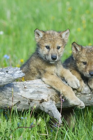 Обои цветы, трава, волки, бревно, детеныши, волчата, flowers, grass, wolves, log, cubs, the cubs разрешение 3840x2400 Загрузить