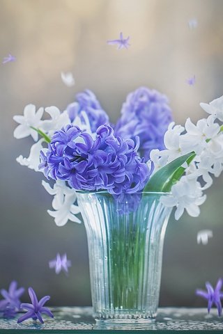 Обои цветы, весна, белые, синие, стакан, гиацинты, flowers, spring, white, blue, glass, hyacinths разрешение 2400x1955 Загрузить