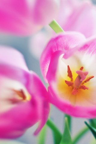 Обои цветы, тюльпаны, розовые, flowers, tulips, pink разрешение 2560x1600 Загрузить