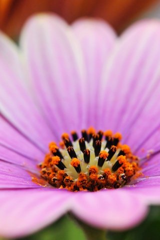 Обои макро, цветок, лепестки, остеоспермум, macro, flower, petals, osteospermum разрешение 3840x2400 Загрузить