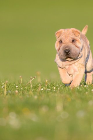 Обои трава, природа, зелень, собака, луг, щенок, боке, шарпей, grass, nature, greens, dog, meadow, puppy, bokeh, sharpay разрешение 3000x2002 Загрузить