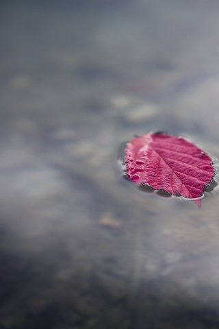 Обои вода, макро, осень, лист, лужа, water, macro, autumn, sheet, puddle разрешение 2880x1800 Загрузить