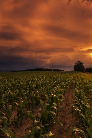 Обои небо, дорога, закат, поле, горизонт, lena held, the sky, road, sunset, field, horizon разрешение 5472x3648 Загрузить