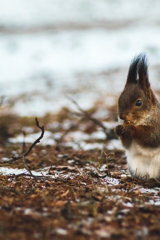 Обои природа, лес, орехи, зима, белка, боке, белочка, nature, forest, nuts, winter, protein, bokeh, squirrel разрешение 2560x1702 Загрузить