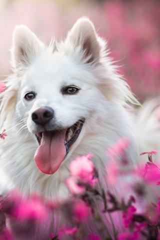 Обои морда, цветы, собака, радость, язык, боке, face, flowers, dog, joy, language, bokeh разрешение 6000x4000 Загрузить