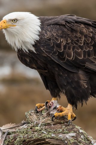 Обои орел, птица, клюв, перья, орлан, белоголовый орлан, eagle, bird, beak, feathers, orlan, bald eagle разрешение 3840x2400 Загрузить