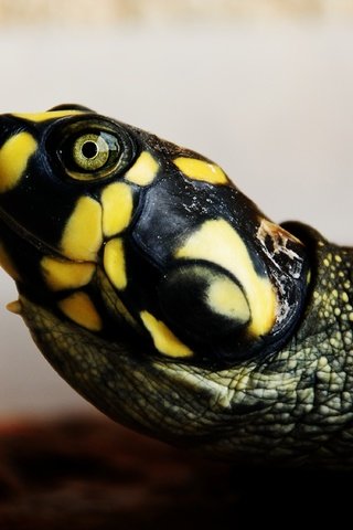 Обои черепаха, голова, рептилия, пресмыкающиеся, пресноводная черепаха, желтоухая черепаха, turtle, head, reptile, reptiles разрешение 4000x2251 Загрузить
