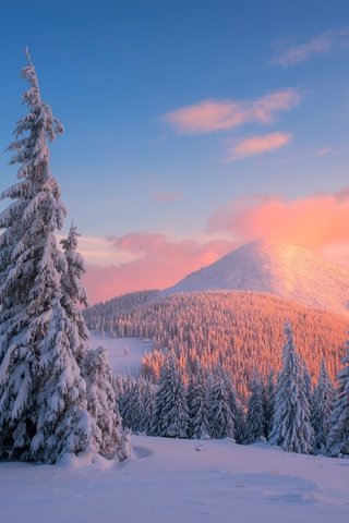 Обои деревья, горы, снег, закат, зима, сосны, карпаты, trees, mountains, snow, sunset, winter, pine, carpathians разрешение 4000x2670 Загрузить