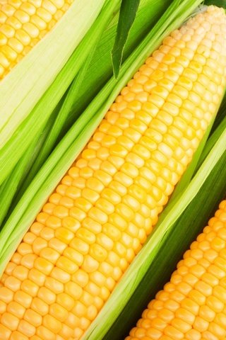 Обои спелая, кукуруза, злак, крупным планом, початок, овощ, ripe, corn, cereal, closeup, the cob разрешение 1920x1280 Загрузить