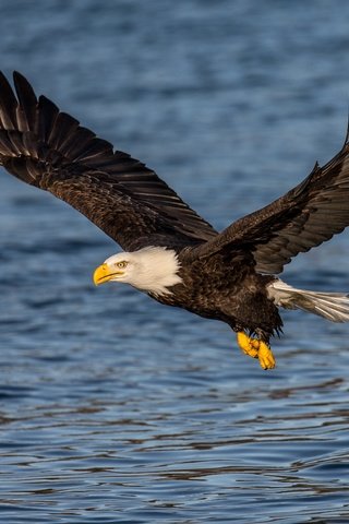 Обои вода, полет, крылья, орел, птица, клюв, перья, белоголовый орлан, water, flight, wings, eagle, bird, beak, feathers, bald eagle разрешение 4083x3266 Загрузить