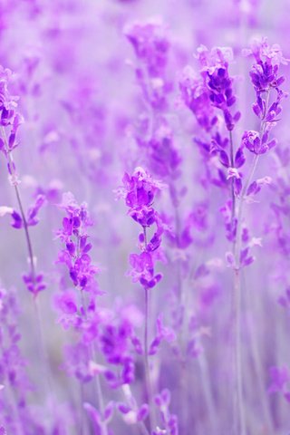 Обои цветы, поле, лаванда, размытость, flowers, field, lavender, blur разрешение 1920x1200 Загрузить