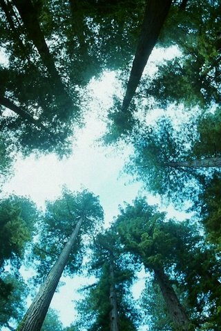 Обои небо, деревья, природа, лес, стволы, вид снизу, the sky, trees, nature, forest, trunks, bottom view разрешение 1920x1080 Загрузить