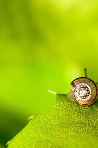 Обои фон, роса, капли, листок, размытость, улитка, рожки, background, rosa, drops, leaf, blur, snail, horns разрешение 2560x1600 Загрузить