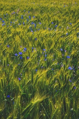 Обои природа, поле, лето, пшеница, синие, васильки, полевые цветы, nature, field, summer, wheat, blue, cornflowers, wildflowers разрешение 3000x2000 Загрузить