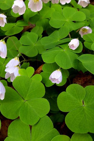 Обои цветы, листья, лепестки, кислица, заячья капуста, flowers, leaves, petals, oxalis, hare cabbage разрешение 2560x1600 Загрузить