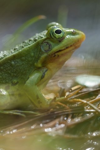 Обои фон, лягушка, животное, земноводное, background, frog, animal, amphibian разрешение 6016x3678 Загрузить