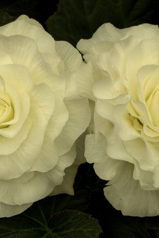 Обои цветы, лепестки, белые, бегония, flowers, petals, white, begonia разрешение 3840x2160 Загрузить