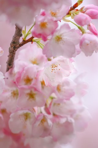 Обои цветы, цветение, весна, сакура, flowers, flowering, spring, sakura разрешение 1920x1200 Загрузить