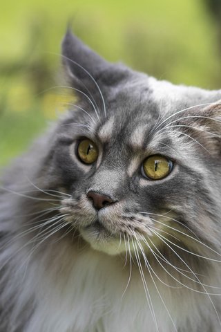 Обои глаза, фон, кот, усы, кошка, взгляд, мейн-кун, eyes, background, cat, mustache, look, maine coon разрешение 1920x1200 Загрузить