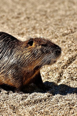 Обои животное, мокрый, грызун, водяная крыса, нутрия, animal, wet, rodent, the water rat, nutria разрешение 1920x1280 Загрузить