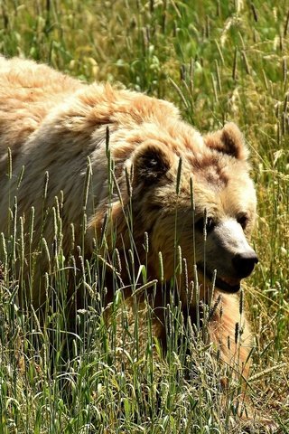 Обои трава, медведь, колоски, бурый медведь, grass, bear, spikelets, brown bear разрешение 1920x1280 Загрузить