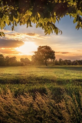 Обои небо, трава, облака, природа, дерево, закат, пейзаж, поле, the sky, grass, clouds, nature, tree, sunset, landscape, field разрешение 5286x3520 Загрузить