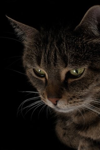 Обои кот, мордочка, кошка, взгляд, черный фон, cat, muzzle, look, black background разрешение 2240x1260 Загрузить