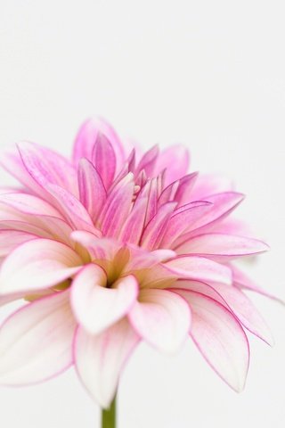 Обои макро, лепестки, белый фон, георгин, macro, petals, white background, dahlia разрешение 2048x1351 Загрузить