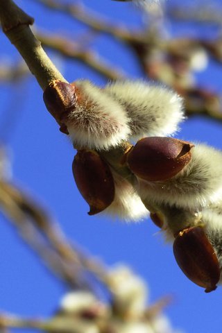 Обои небо, ветка, природа, весна, верба, the sky, branch, nature, spring, verba разрешение 2560x1708 Загрузить