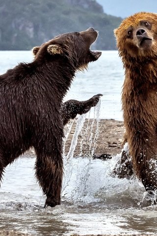 Обои вода, река, медведь, брызги, медведи, два медведя, water, river, bear, squirt, bears, two bears разрешение 2000x1264 Загрузить