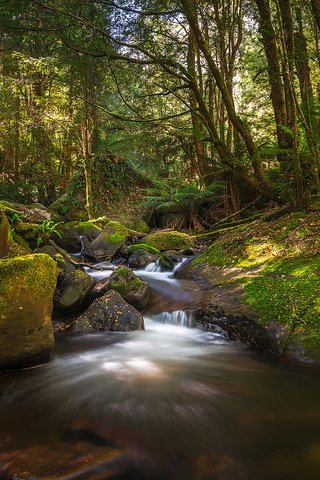 Обои деревья, вода, река, природа, лес, ручей, trees, water, river, nature, forest, stream разрешение 1920x1200 Загрузить